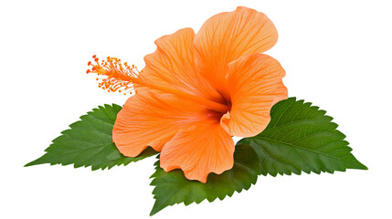 Orange hibiscus flower with green leaves © Vetle