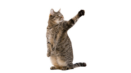 Tabby cat standing on hind legs with one paw raised © Vetle