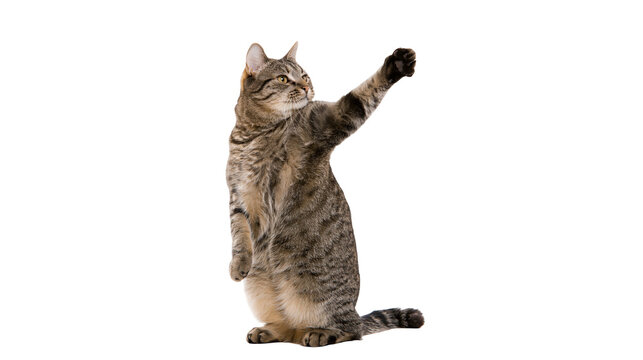 Tabby cat standing on hind legs with one paw raised