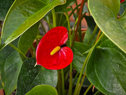 Vibrant red Flamingo Flower (Anthurium andraeanum) with a yellow spadix, nestled among glossy green heart-shaped leaves.