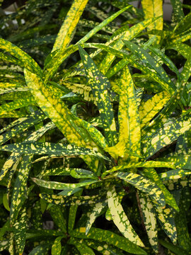 Codiaeum variegatum Gold Dust croton displaying vibrant green narrow foliage heavily speckled with bright yellow patterns in an indoor garden setting.