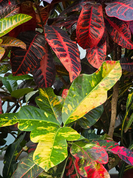 Codiaeum variegatum Excellent croton featuring lobed leaves with vibrant red, orange, yellow, and green variegated patterns in an indoor garden setting.
