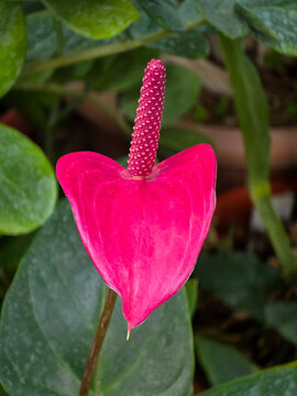 Close-up of a vibrant pink flamingo flower, Anthurium andraeanum, displaying its heart-shaped waxy spathe and an upright pink spadix, set against a background of lush green foliage.
