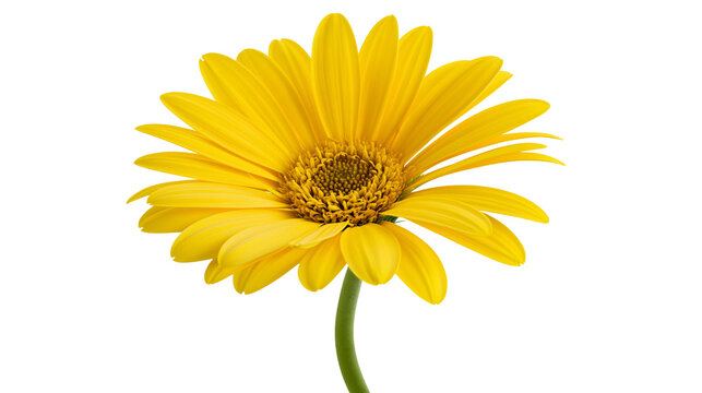 Bright yellow Gerbera daisy flower with green stem