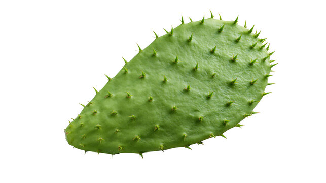 Green prickly pear cactus pad with sharp spines