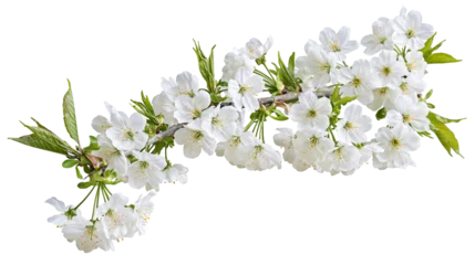 Fotobehang Bloesem White cherry blossoms on branch with green leaves  © Femke