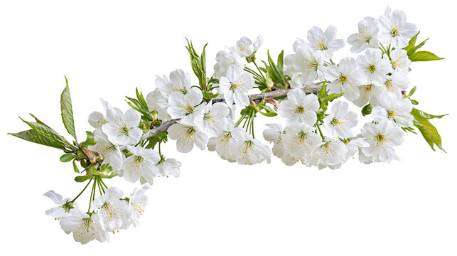 White cherry blossoms on branch with green leaves