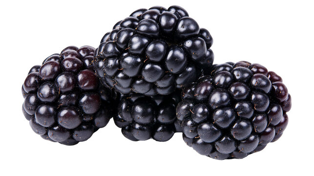 Three ripe blackberries with glossy dark purple drupelets