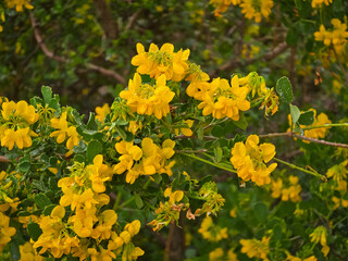 Obraz premium Coronilla valentina glauca shrub displaying bright yellow pea-like flowers with raindrops on small green leaves, close-up view in an outdoor garden setting.