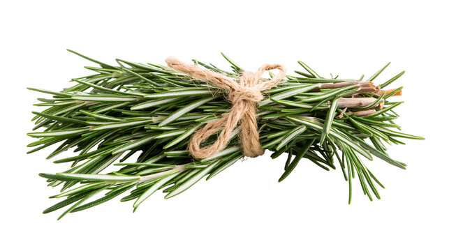 Fresh rosemary herb bundle tied with jute twine