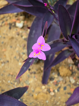 Close-up of small, three-petaled pink flowers of a purple heart plant, Tradescantia pallida, blooming against its striking, deep purple lance-shaped foliage and a sandy soil background.