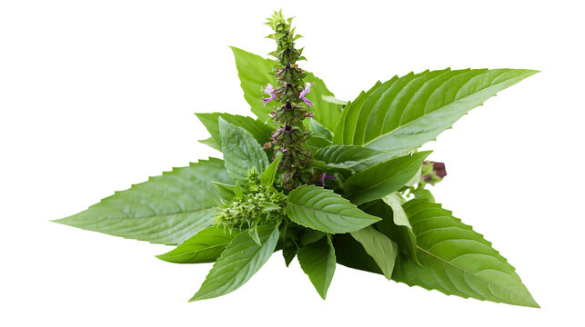 Green basil plant with purple flowers and buds