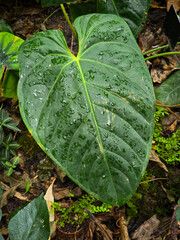 Top-down view of a large, heart-shaped leaf of a Philodendron sodiroi plant, covered in fresh water droplets and showcasing prominent green veins radiating from a bright central sinus. © Dan
