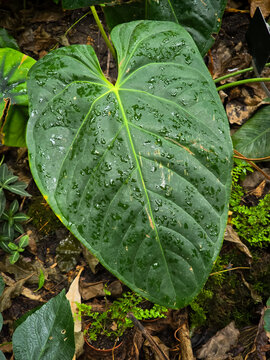 Top-down view of a large, heart-shaped leaf of a Philodendron sodiroi plant, covered in fresh water droplets and showcasing prominent green veins radiating from a bright central sinus.