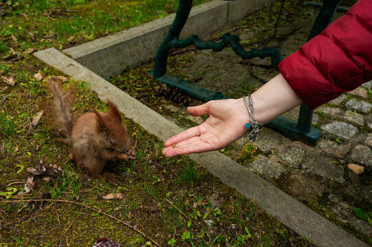 A close-up shot of a person's open hand reaching out to feed a small, fluffy red squirrel sitting on the grass in a public park next to a bench.
