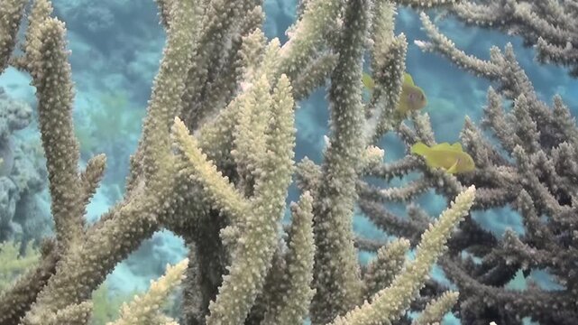 Small golden fish gracefully navigate intricate formations of sunlit coral garden. Gentle currents embrace delicate stony corals, creating mesmerizing display of ocean beauty thriving aquatic habitat.