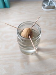 Fototapeta premium Growing an avocado tree from a pit at home, plant propagation experiment, selective focus.