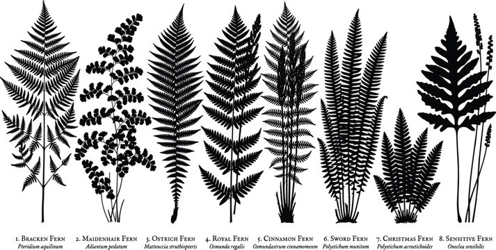 Botanical Fern Silhouette Collection Featuring Bracken Maidenhair Ostrich Royal Cinnamon Sword Christmas and Sensitive Fern Varieties