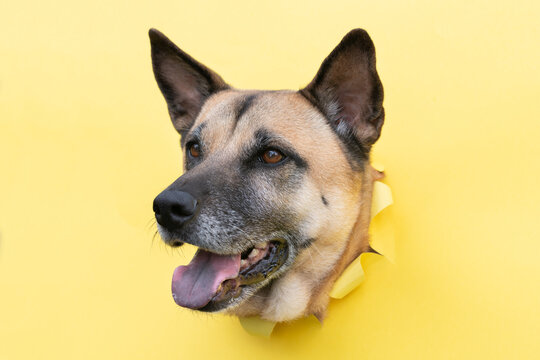A German Shepherd has stuck its head through a yellow poster. The dog is looking intently ahead.