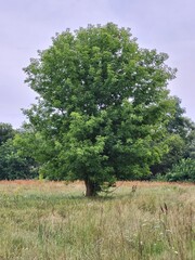Large green deciduous tree in the middle of summer blooming meadow © Tatuana