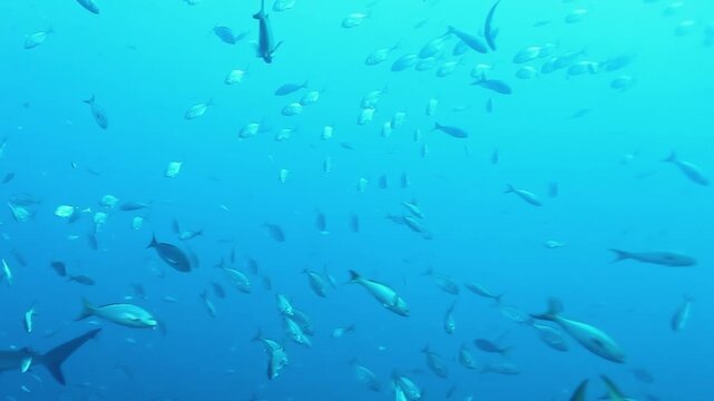 Experience the dynamic movement of a vast tuna school shimmering through the clear azure depths off Cocos Keeling Islands. A beautiful oceanic display of abundance and synchronized swimming.