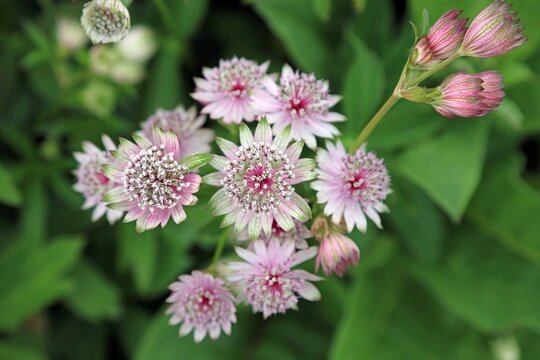 Overhead view of pink Greater Masterwort flowers, Nottinghamshire England
