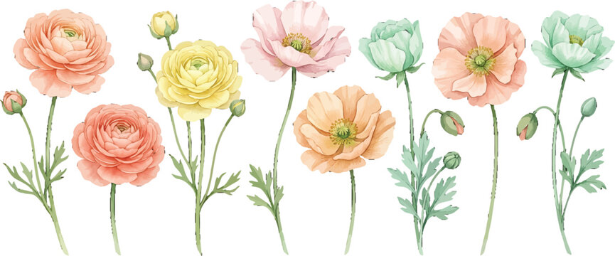 Watercolor floral collection featuring pastel ranunculus and poppy flowers isolated on a white background for design