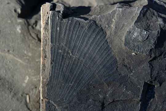Versteinerte Pflanzen und Bl&auml;tter in einer Schieferplatte. Fossilie in einem Stein