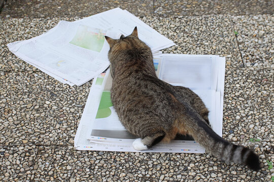Lustiges Foto von einer Katze die neugierig die Zeitung liest