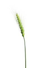 Fototapeta premium One green wheat spike isolated on white