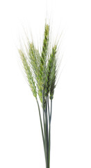 Fototapeta premium Bunch of green wheat spikes isolated on white