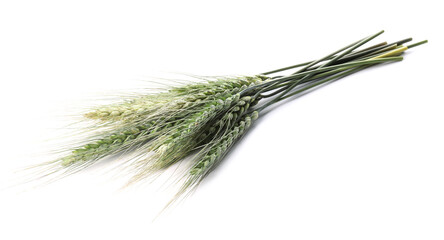 Fototapeta premium Bunch of green wheat spikes isolated on white