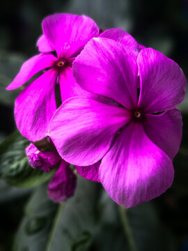 Vibrant pink periwinkle flowers in a garden bloom