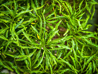 Vibrant green leaves of exotic tropical plant nature background © ihsan