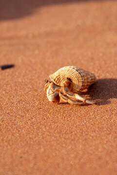 Paguro in spiaggia