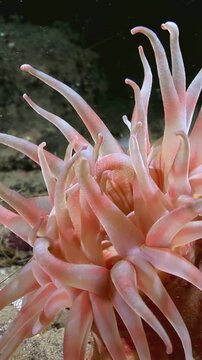 Captured in the Arctic, a sea anemone Aulactinia stella sits calmly on the ocean floor. Its tentacles move gracefully in the cold, dark environment.