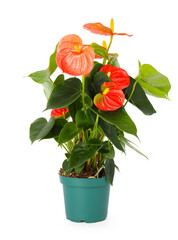 Obraz premium Potted anthurium plant with red flowers isolated on white