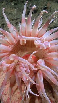 Underwater capture shows Aulactinia stella, a beautiful Sea Anemone. The specimen, found in the Arctic, displays its delicate, pink-hued tentacles, contrasting against the ocean floor.
