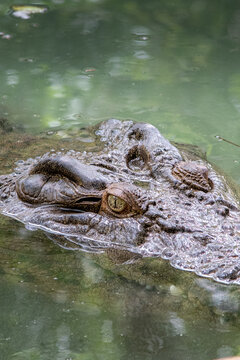 coccodrillo australiano