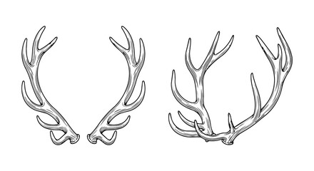 Deer antlers vector illustration set. Minimalist hand drawn line art style large stag horns for hunting and nature design. © RobbinLee