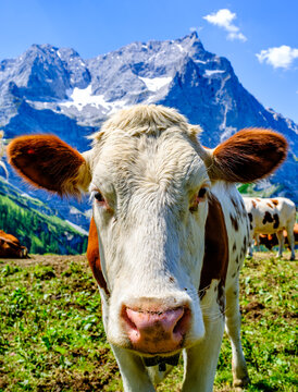 cow at the valley in austria - alpe eng