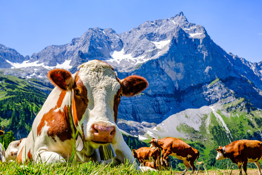 cow at the valley in austria - alpe eng