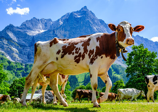 cow at the valley in austria - alpe eng