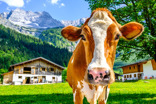 cow at the valley in austria - alpe eng
