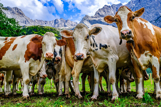 cow at the valley in austria - alpe eng