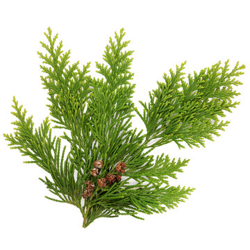 Cedar cypress green leaf sprig decorative foliage with pine cones on white background. Natural coniferous flora for decoration and herbal medicine. Thuja, cupressus.
