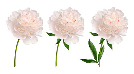 Fototapeta premium Creamy white peony flowers with green leaves isolated on white background. Botanical floral elements for wedding invitations, greeting cards, floral arrangements and elegant design.
