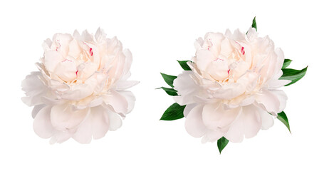 Creamy white peony flower head with and without green leaves isolated on white background. Botanical floral element for wedding stationery, greeting cards, invitations and elegant design. © Yuliia