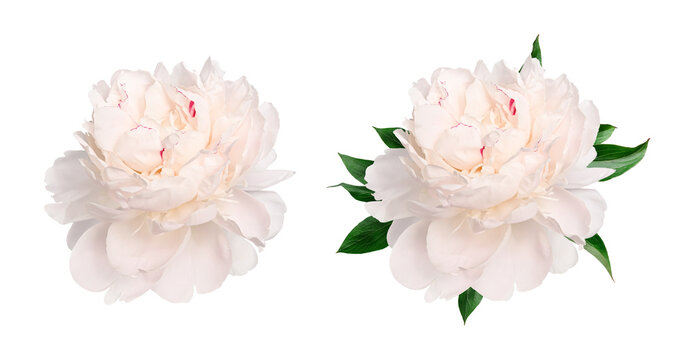 Creamy white peony flower head with and without green leaves isolated on white background. Botanical floral element for wedding stationery, greeting cards, invitations and elegant design.