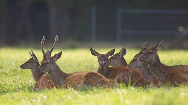 Red Deer Grazing in Traditional Orchard Meadow on a Sunny Summer Morning | 4K